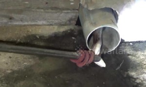 Snake caught in family's drain pipe