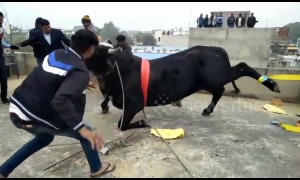 On the horns of a dilemma: how to remove an angry bull from a roof?