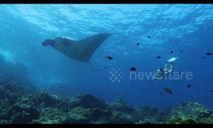 Stunning footage shows freediver encountering huge manta ray