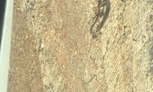 Reptiles Rumble in the Road