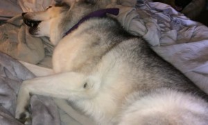 Stubborn Husky absolutely refuses to get out of bed
