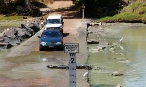 Huge crocodile holds up traffic to cross road in Australia