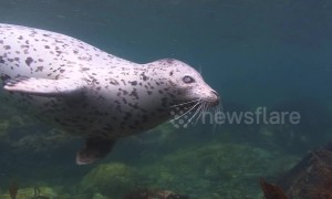 Meet the blind seal which somehow thrives without vision