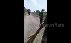 Officials have close encounter with rogue elephant