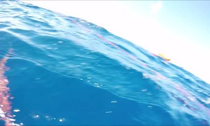 Tiger Shark Approaches Spear Fisherman