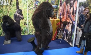 Just a gorilla doing The Floss