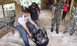 Touching moment gardener releases bear cub he rescued and hand-reared for two years