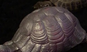 Roly Poly Tortoise