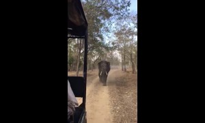 Terrifying moment elephant charges at visitors in safari vehicle