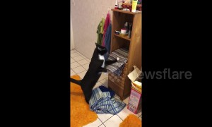 Cheeky cat removes towels from shelves so it can take a seat