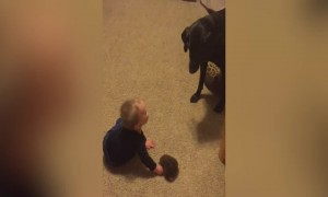 A Boy and his Dog play Together Wonderfully!