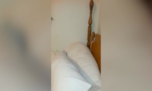 Silly Dog gets Stuck in Pillowcase