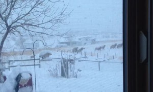 Beautiful Herd of Elk