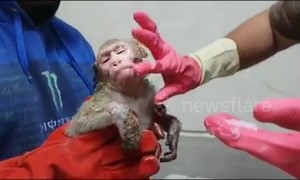 Monkey burned after rickshaw accident is treated with ointment for its injuries