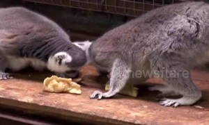 Zookeepers make dumplings for primates to celebrate Lunar New Year' Eve