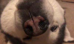 Is it a mole? Is it a dog? Camera zooms out to reveal unexpected face