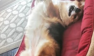 Ever Heard of a Corgi-Pult?