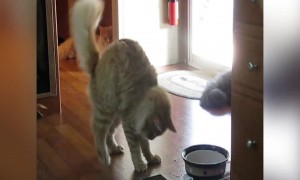 Cat uses Paws to Drink Water