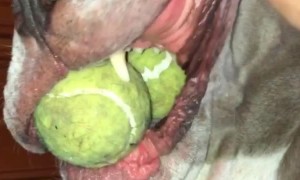 Dog Hides Tennis Ball Surprise