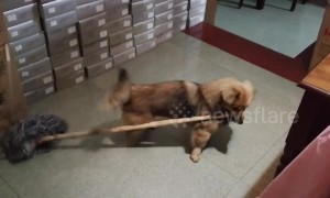 Hard-working puppy volunteers to help with housework