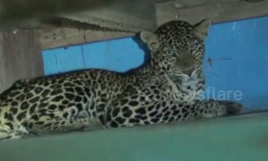 Indian family leaves home for a few days, returns to find leopard has moved in