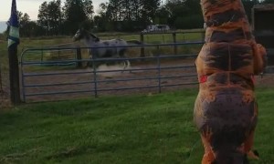 Horse Horrified by Approaching T-Rex