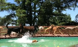 Dogs Race to Enjoy Dip in Pool