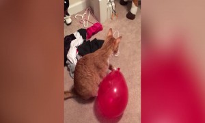 Kitty vs Balloon