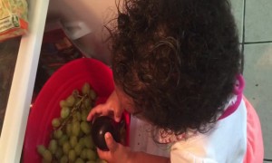 Baby Samples all the Fruits!