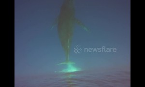 Breathtaking underwater footage shows majestic humpback whales off Hawaii