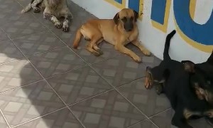 Patient Pups Wait in Line