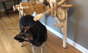 Automatic Dog Petter