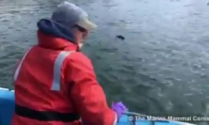 Sea otter pup happily reunited with its mother
