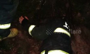 Firefighters rescue puppy from burning ancient tree
