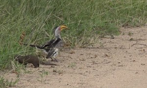 Dwarf Mongoose Plays Dead