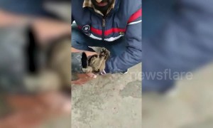 Indian man cuts free kitten stuck in water pipe for two days