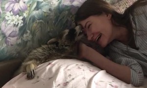 Raccoon Requires All the Love