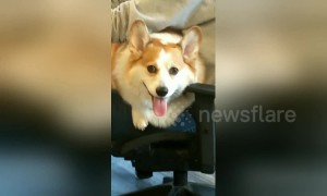 Corgi gives a cheeky wink while working hard in the office