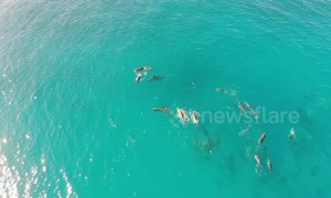 Mesmerising drone footage shows dolphins and whales swimming off Hawaii