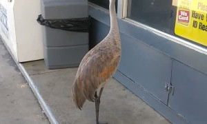 Crane Shopping at the Convenience Store