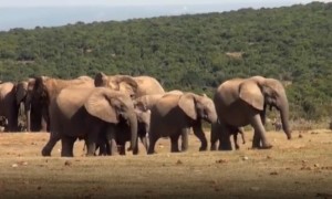 Mom Elephant Comes to the Rescue After Baby Screams for Help