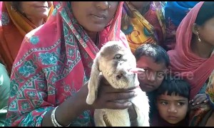 Villagers take selfies and pray with this one-eyed goat in north India