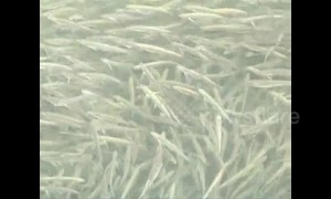 Rare phenomenon of incredibly dense shoal of wild fish in Chinese river