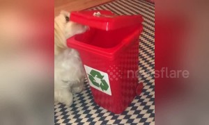 Small dog wants to chip in and help recycle with her own little wheelie bin