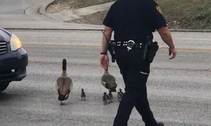 Cop Helps Deliver Ducks Safely Across the Street
