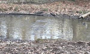 Singing Songs in the Frog Pond