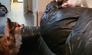 Dog, Cat and Rat Friend Trio