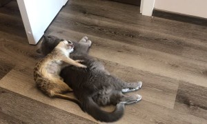 Getting Comfy for a Meerkat Nap