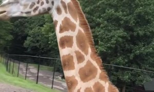 Giraffe Snags a Snack