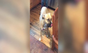 Guilty Pup Gets Caught!